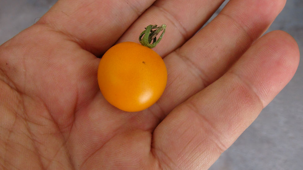 Thumbnail: Here is the Big Orange Volunteer Tomato, Solanum lycopersicum. This tomato originates from the USA. These orange cherry tomat