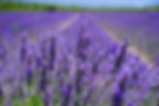 Thumbnail: True Lavender, Lavandula angustifolia is native to the Old World and is found from Cape Verde and the Canary Islands. The flo