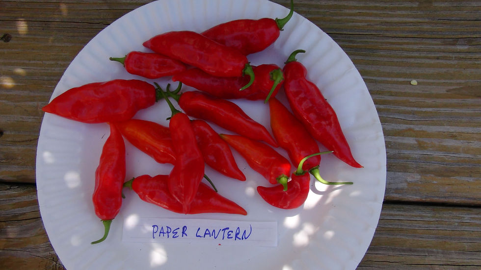 Hot Paper Lantern Pepper hrseeds