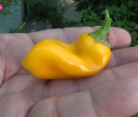 Here is the Mari Yellow Pepper, Capsicum annuum, Scoville units: 4,000 ~ 10,000 SHU. A very rare heirloom from France. This Hot French jalapeno shape pepper is thinner walled and hotter than the classic jalapeno. Tho it does not taste like a jalapeno, it is quite sweet with the heat averaging around 6,000+ SHU but can be higher! Unlike the Mari Poivre pepper which turns red when ripe this one turns yellow! Short stocky plants about 2 feet tall and bushy are pretty good producers and make great house plants. Open pollinated 80 days from transplanting.