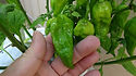 Here is the Fatalii yellow pepper, Capsicum chinense, Scoville units: 125,000 ~ 400,000 SHU This is a very spicy pepper. One of our hotter peppers we offer. These seeds were harvested from a 3 year old pepper plant! The peppers come from the Central African Republic an come in red, brown, yellow colors. Pods get to around 3 inches long and It has a fruity, citrus flavor followed by an intense heat that is almost unbearable to even the most experienced. Plants can get to 3 feet tall but are more bushy and compact. Open pollinated, 75 days.