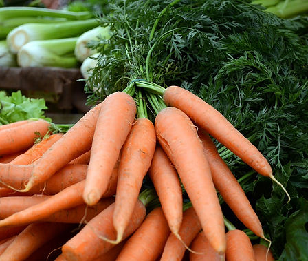 Here is the Scarlet Nantes Carrot, Daucus carota. It is a medium orange carrot root with an average size of 6 inches in length and 1 to 1.5 inches in diameter. It was first developed in France in 1850's and has sparse foliage with a cylindrical and short blunt tip. They are brittle but crunchy and high in sugar. They don't store as well in the open as other verities but are much better when freezing them. Nantes is a great tasting, tender but crisp carrot witch make a great juicing carrot and is our top choice for juicing. Open pollinated 60 to 70 days for root harvest and 2 years for seeds.