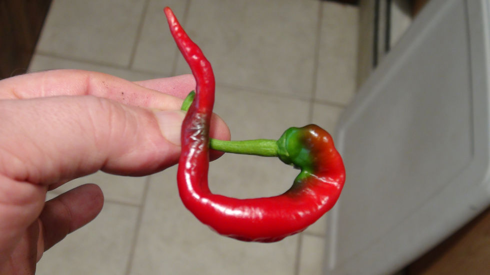 Thumbnail: Here is the Cowhorn Pepper , Capsicum annuum, Scoville units: 2,500 to 5,000+ SHU. This pepper is said to originate from sout