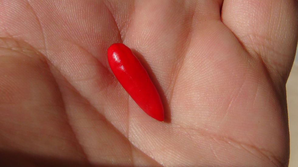 Here is the Cap 501 Pepper, Capsicum chacoense, Scoville units: 50,000 ~ 75,000 SHU. This species is native to Argentina, the