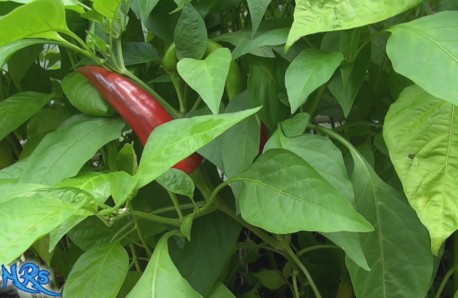 Thumbnail: Here is the Mirasol Chile Pepper, Capsicum annuum, Scoville units: 2,500 to 5,000 SHU. The Mirasol Chile Pepper originates fr