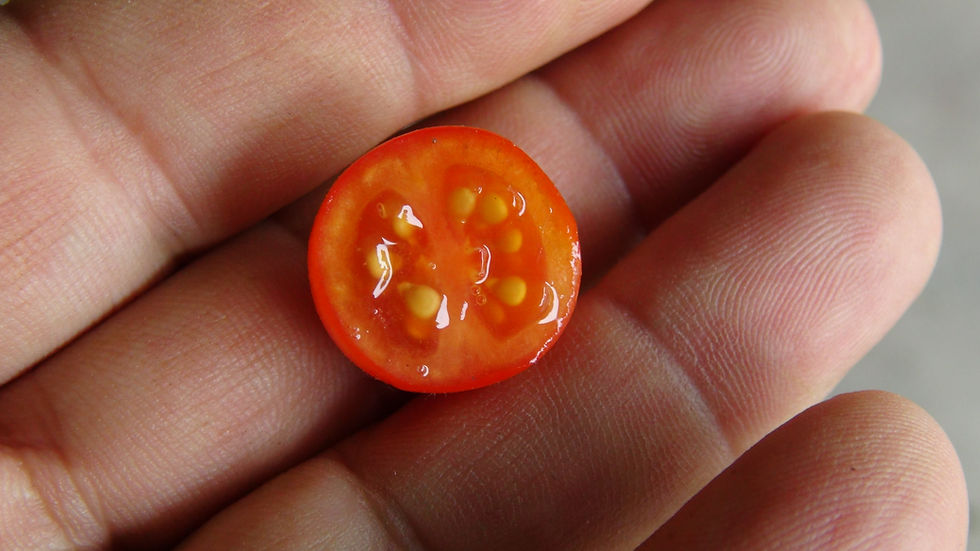 Thumbnail: Here is the Jip and Janneke Micro Dwarf Tomato, Solanum lycopersicum. This micro Dwarf tomato originates from Holland and was
