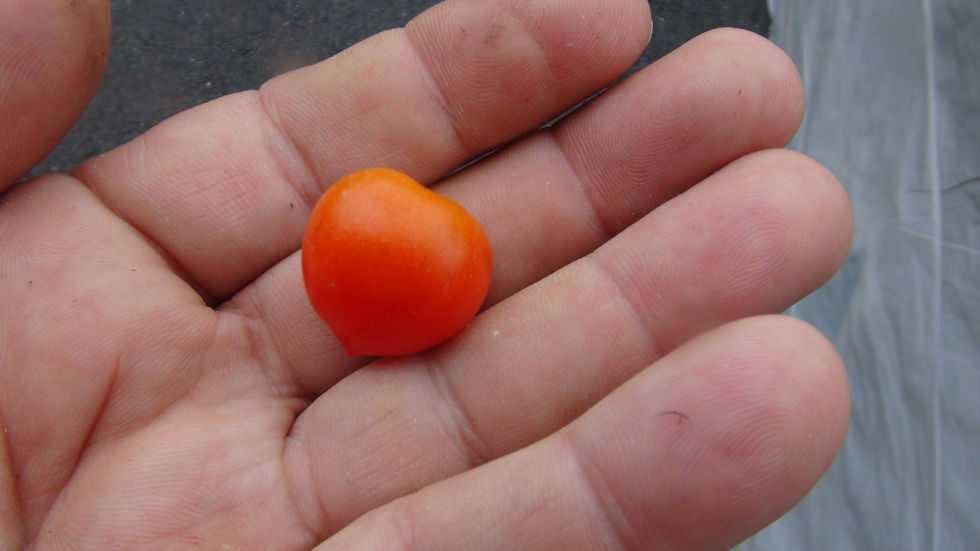 Thumbnail: Here is the Delice De Neuilly Micro Dwarf Tomato, Solanum lycopersicum. This micro Dwarf tomato originates from France. These