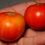 Thumbnail: Here is the Versalkie Tomato aka Versaviya Tomato, Solanum lycopersicum. This tomato originates from Russia and was sourced f