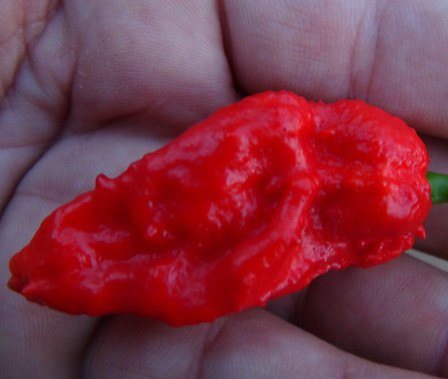 Here is the Bhut Jolokia Red Pepper, Capsicum chinense, Scoville units: 1,041,427 SHU. This is the original version of the ghost pepper. Also known as the Ghost Pepper and Naga Morich. This legendary variety is one of the world's hottest peppers if not the hottest! With readings in excess of 1,000,000 Scoville units, the Bhut Jolokia starts out slow and small but eventually makes tall plants, exceeding 4 ft in favored locations. The thin-walled, wrinkled, pointed fruits reach 2 to 3 inches in length, ripening mostly to red. Germinate with temps between 70 to 80 degrees f. Open pollinated 100 to 120 days from transplant.