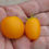 Thumbnail: Here is the Yellow Budgie Micro Dwarf Tomato, Solanum lycopersicum. This tomato originates from USA. The fruits are a yellow