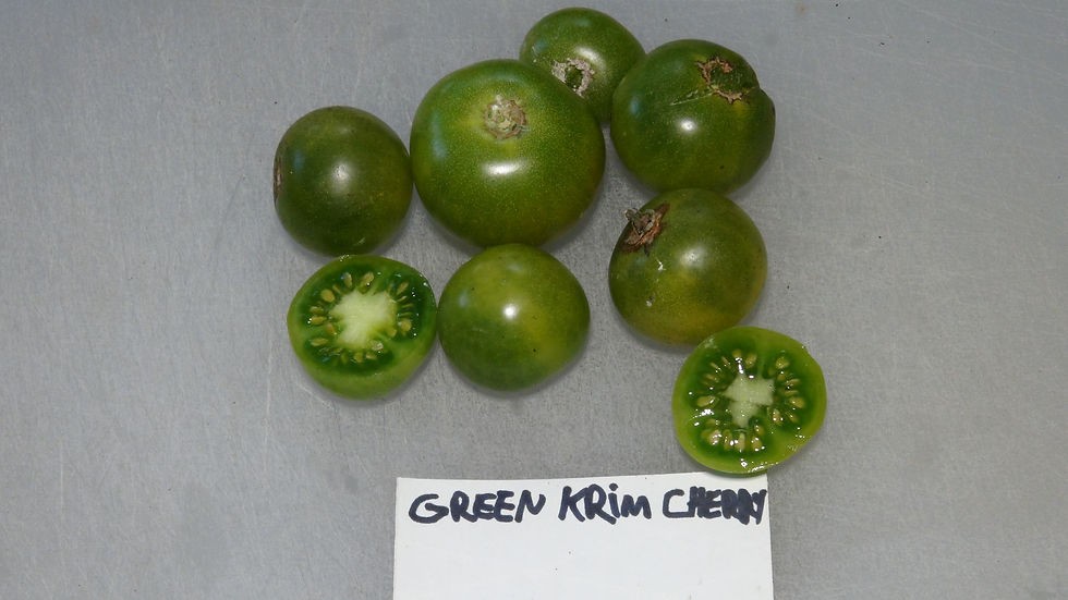 Thumbnail: Here is the Green Krim Cherry Tomato, Solanum lycopersicum. This tomato originates from Columbia Valley BC Canada and was fou