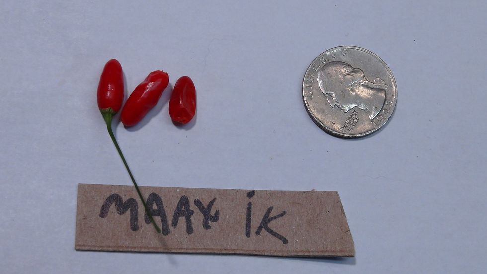 Here is the Maax Ik Pepper, Capsicum annuum var glabuiculum, Scoville units: 10,000 to 100,000 SHU. The Maax Ik Pepper origin