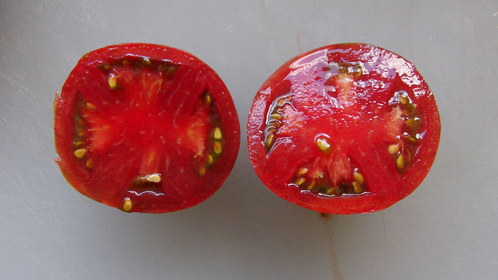 Thumbnail: Here is the Moonlight Mile Variegated Tomato, Solanum lycopersicum. This tomato originates from the USA. It is a cross betwee