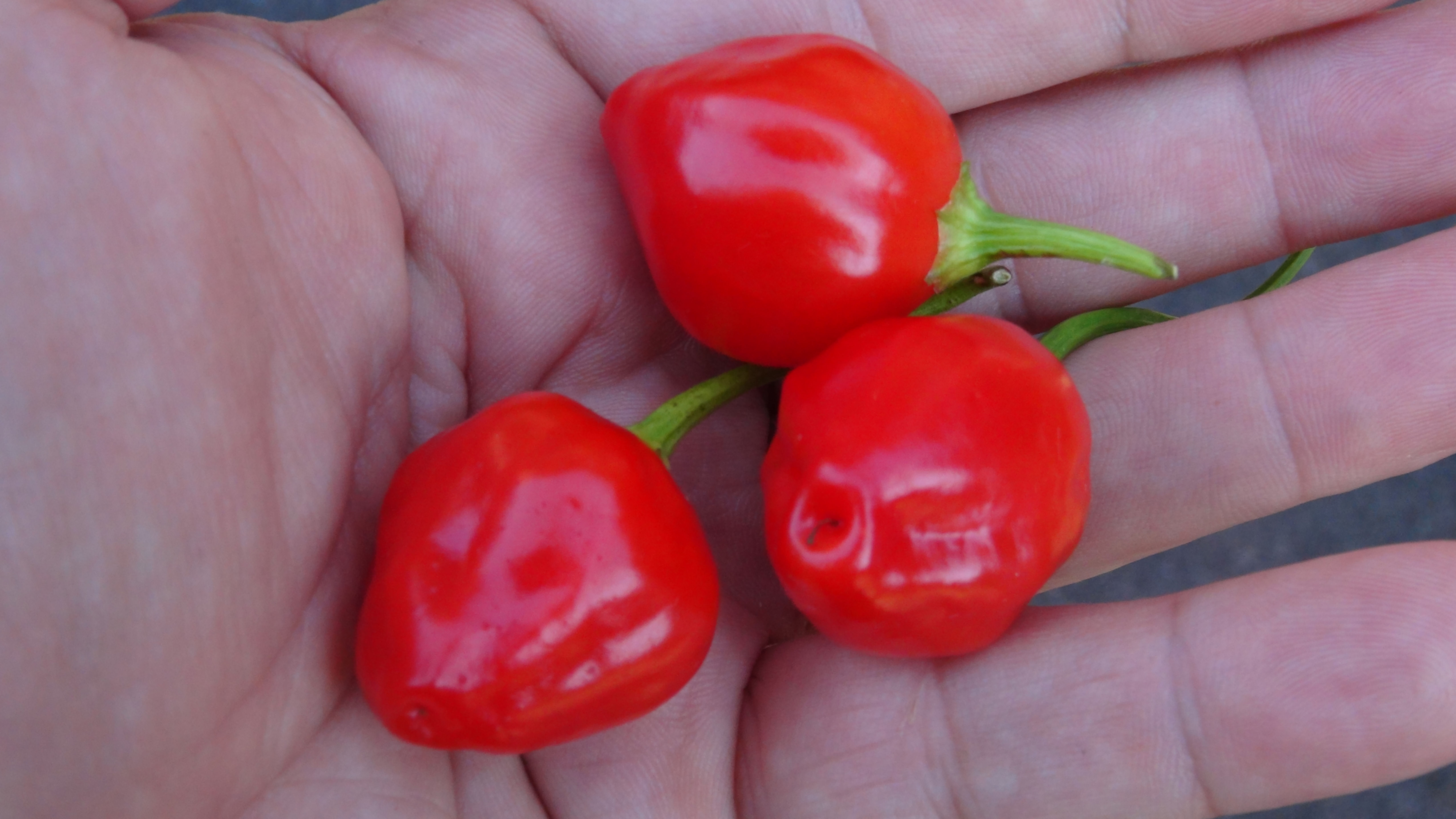Here is the Inca Berry Pepper, Capsicum baccatum, Scoville units: 5,000 ~ 30,000 SHU. This pepper originates from Peru and is