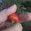 Thumbnail: Here is the Peito de Moça Pepper, Capsicum baccatum, Scoville units: 10,000 ~ 50,000 SHU. This pepper originates from Brazil