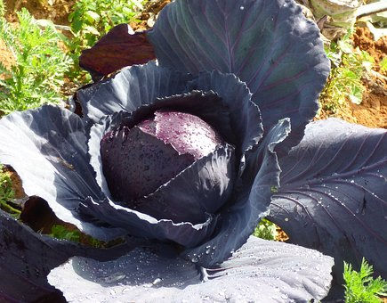 Thumbnail: Mammoth Red Rock Cabbage