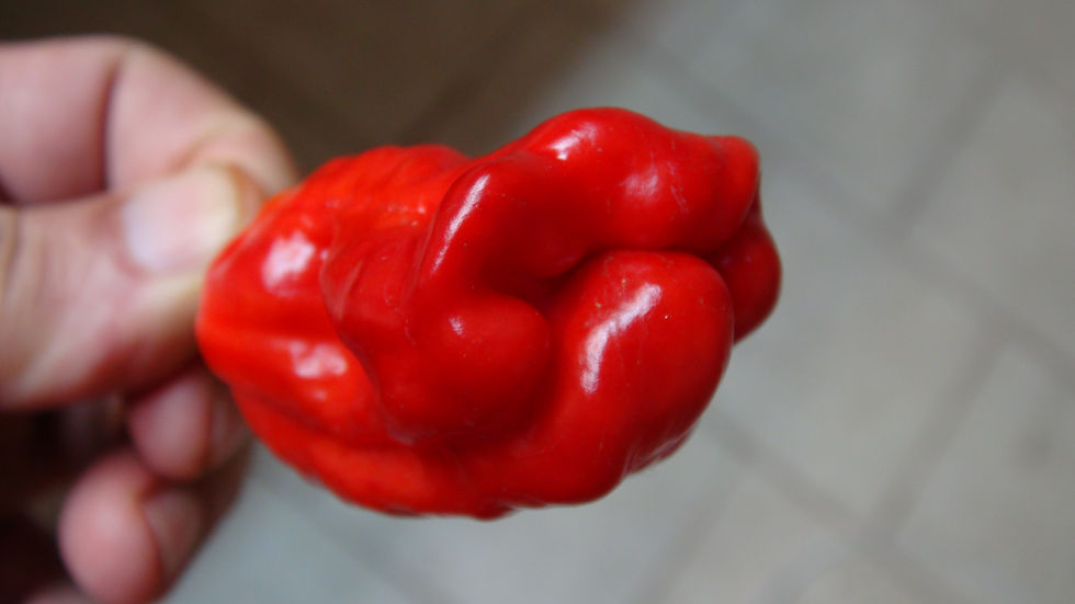 Thumbnail: Here is the Ise Pepper, Capsicum annuum, Scoville units: 00 to 100 SHU. This gigantic frying pepper originates from Japan and