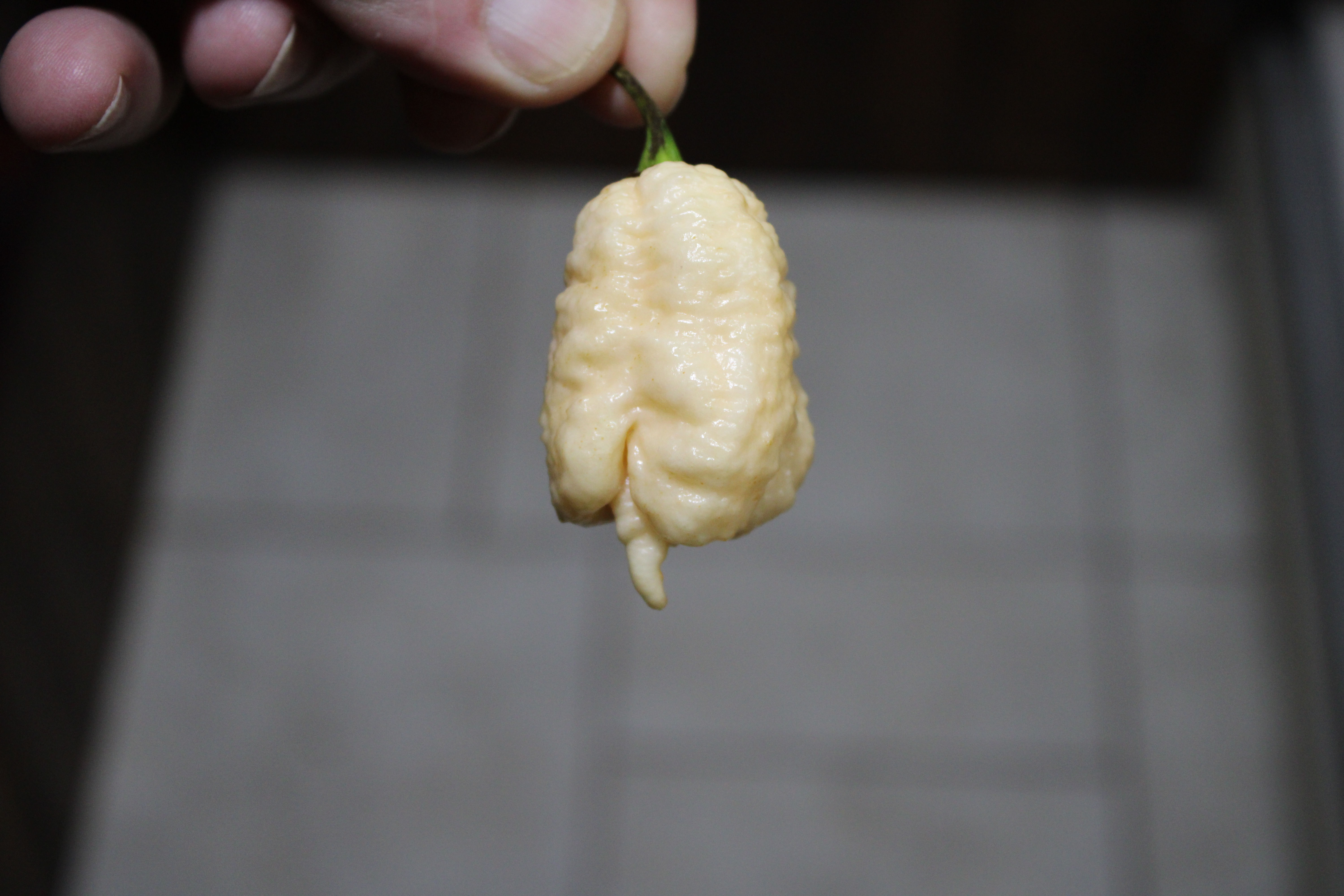 Here is the Star Scream Pepper, Capsicum chinense, Scoville units: 50,000–100,000 SHU. It originates from the USA and was cre