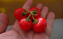 Cannibals Tomato - Solanum uporo (12).JPG