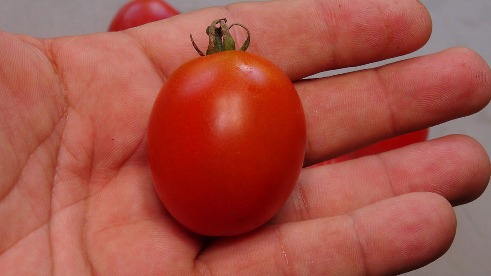 Thumbnail: Here is the Moravsky Div Tomato, Solanum lycopersicum. This compact tomato originates from Czechoslovakia and released by Mor
