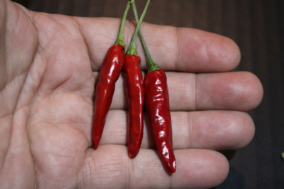 Thumbnail: Here is the Short Thin Cayenne Pepper, Capsicum annuum, Scoville units: 20,000+ SHU. It has semi long pods about 3 inches lon