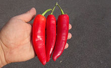 Here is the Hungarian Yellow Wax Pepper, Capsicum annuum, Scoville Units: 1,000 to 15,000 SHU. This Heirloom Pepper variety is often seen in grocery stores but is not the same thing. The Hungarian peppers seen in stores are a commercial variety. They go from a lime green to yellow then to red or crimson when mature. Heat on them can range from low to moderately hot but we haven't found them to be to much hotter then a mild jalapeno. Pods range from 4 ~ 6 inches long. Plants are good producers and get to around 24 inches but can get to 30 inches in good soil. Makes a great house plant when pruned. Open pollinated over 70 days.