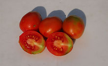 Palmyra Tomato (2).JPG
