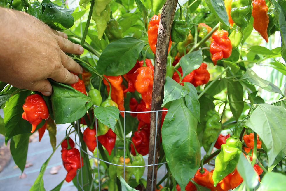 Thumbnail: Here is the Zombie Scorpion Pepper, Capsicum chinense, Scoville units: 700,000 to 800,000+ SHU. it an accidental cross with a