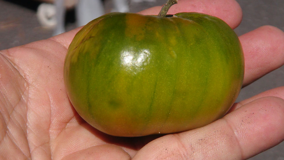 Thumbnail: Here is the Irish Liqueur Tomato, Solanum lycopersicum. This tomato origins are unknown. This small green beefsteak tomato ra