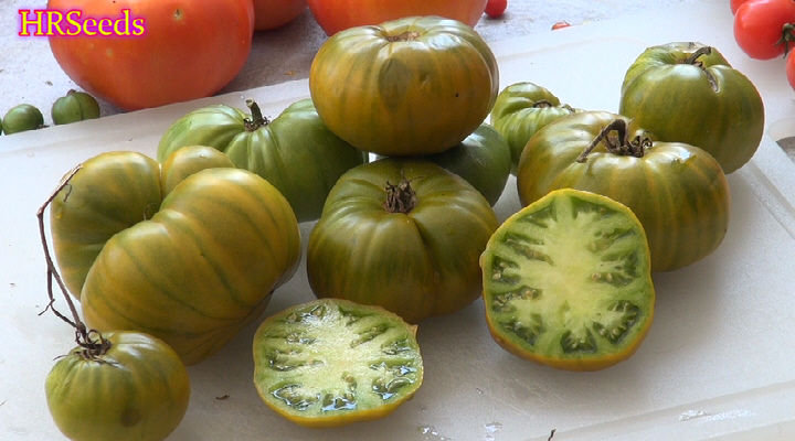 Thumbnail: Here is the Humph Tomato Solanum lycopersicum, A rare heirloom tomato, probably dating back several decades. Produces medium