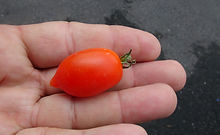 Plumbrella Red Micro Dwarf Tomato (4).JPG