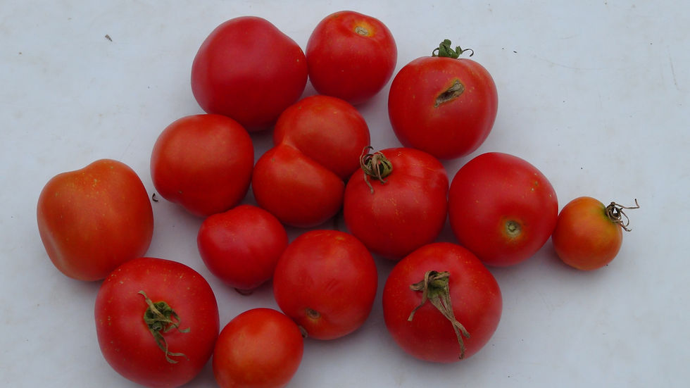 Thumbnail: Here is the Kimberley Tomato, Solanum lycopersicum. This dwarf variety of tomato originates from Kimberley BC, Canada and was