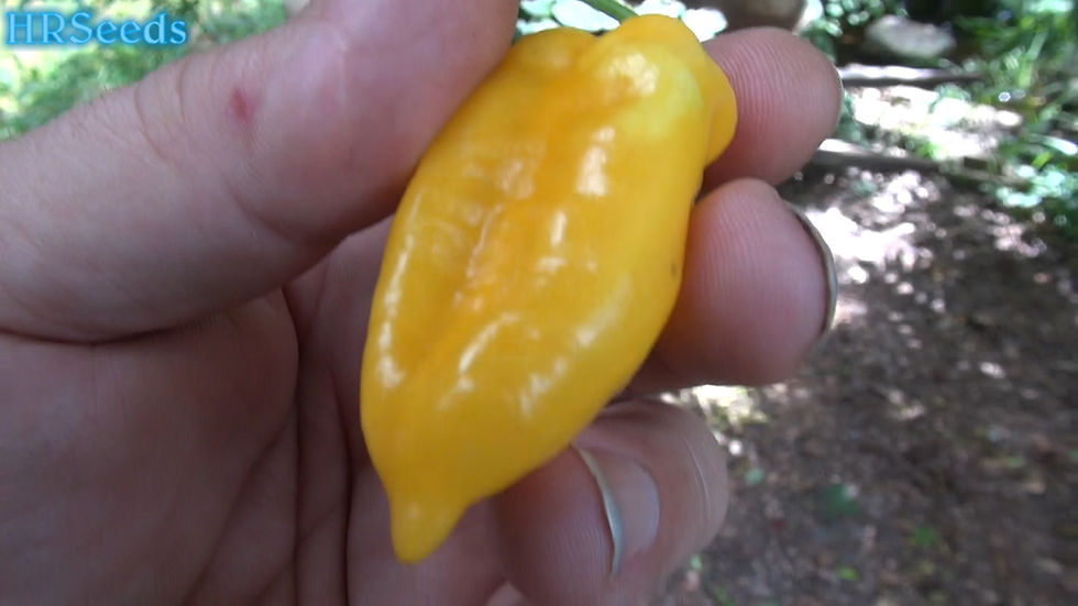Here is the Mari Yellow Pepper, Capsicum annuum, Scoville units: 4,000 ~ 10,000 SHU. A very rare heirloom from France. This H