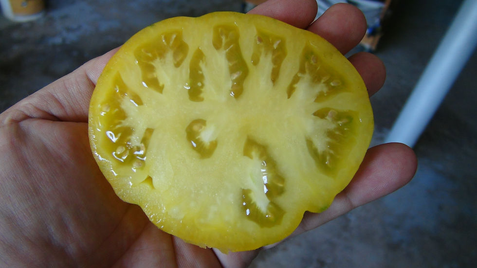 Thumbnail: Here is the Yellow Radiance Tomato, Solanum lycopersicum. This tomato originates from then USA and was created by Brad Gates