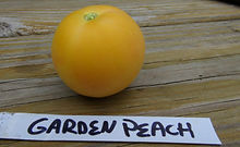 tomto seeds