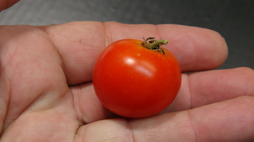 Thumbnail: Here is the XMAS Tree Micro Dwarf Tomato, Solanum lycopersicum. This tomato origins are unknown. The fruits are a red cherry
