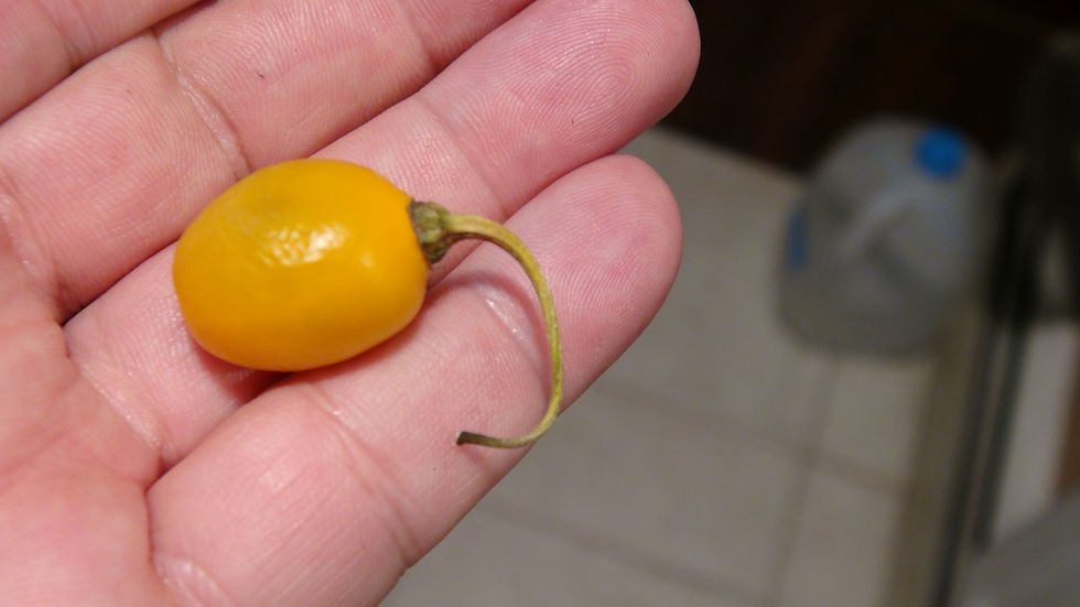 Here is the Mini Rocoto Yellow Pepper, PI 387838, Capsicum pubescens, Scoville units: 500 to 4,500 SHU. This peppers originat