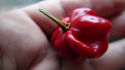 Here is the Star of Turkey Pepper, Capsicum chinense, Scoville units: 50,000 ~ 150,000 SHU. The Star of Turkey in turkish is Türkiye'nin yıldızı. This is a real star shaped pepper that comes from Turkey. This is the only pepper in the C. Chinense family that looks like a real star. Very hot, way hotter than the Brazilian starfish, which is from the C. Baccatum family. This medium walled, firm crunchy pepper does extremely well in storage and last for weeks before going soft. The pods have strong C. Chinense floral taste followed by slowly building sharp painful heat that lingers around for a long time. Plants get to 3 feet tall and is a good producer. Open pollinated 80 days.