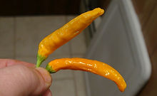 Pin Peter Yellow Pepper, Capsicum annuum, HRSeeds