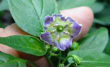 Here is the Purple Flowered Baccatum Pepper, Capsicum Baccatum, Scoville units: 20,000 to 40,000 +/- SHU. The Purple Flowered Baccatum Pepper originates from Brazil and was first introduced by Christopher Phillips. This pepper variety has a medium hanging fruits getting to 2.25 inch long and turns from green to red skin when fully ripe. Plants can get to 3+ feet tall and tend to be a bushy and wide plant but if pruned they tend to stay smaller. Pods have a very hot baccatum pepper flavor with a very nice fiery burn that is very satisfying and is on the higher heat range of the baccatums! These go great in salads and rice & beans! A must grow for any collector! Open pollinated, semi wild, Mid to late season, green to red, perennial, easy grow, 85 to 100+ days to overwintering for many years. LOT# 2 R15 TAG# 253-2022
