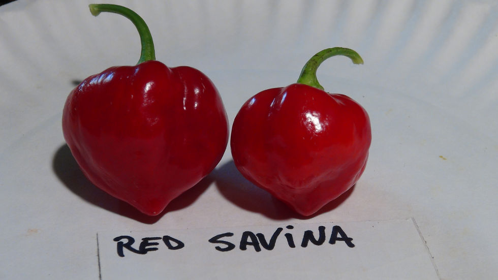 Here is the Red Savina Pepper, Capsicum chinense, Scoville units: 100,000 to 575,000+ SHU. This Pepper originates from Walnut