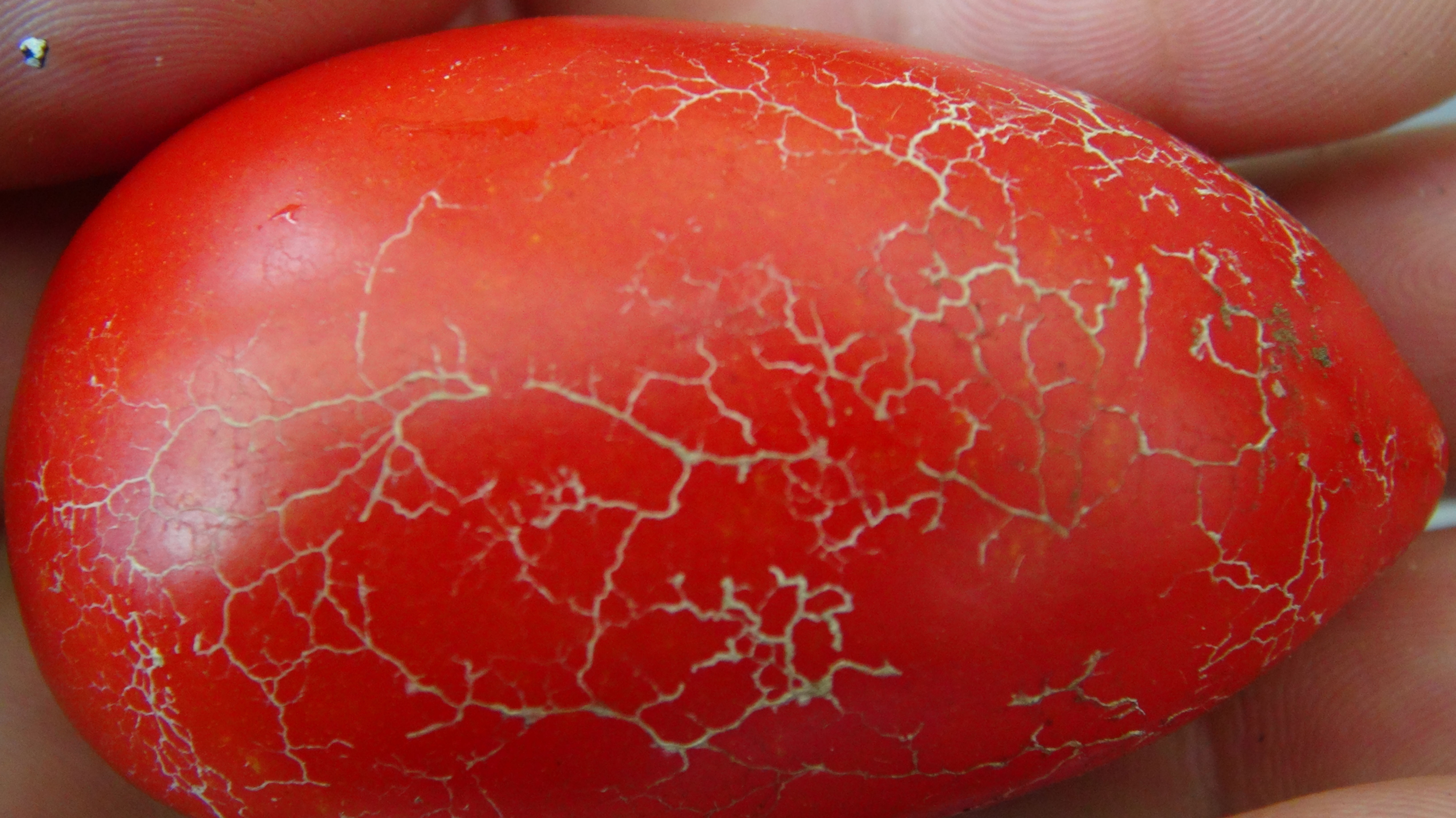 Here is the Sabelka Tomato, Solanum lycopersicum. This tomato originates from Russia and was introduced by SSE in 2008. The S