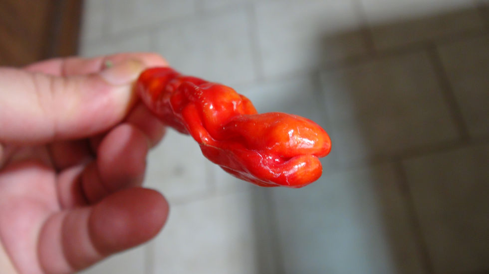 Thumbnail: Here is the Shishito Mild Pepper, Capsicum annuum, Scoville units: 000 up to 500 SHU. The Shishito Mild Pepper originates fro
