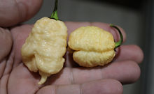 Star Scream Pepper, Capsicum chinense, HRSeeds