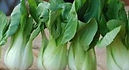 Extra Dwarf Pak Choy