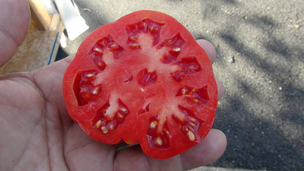Thumbnail: Here is the Pink Brandywine Tomato, Solanum lycopersicum. The origins of this tomato is unknown but goes back to the late 180