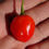 Thumbnail: Here is the Inca Berry Pepper, Capsicum baccatum, Scoville units: 5,000 ~ 30,000 SHU. This pepper originates from Peru and is