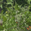 Thumbnail: Matt's wild cherry tomato
