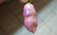 Here is the Taj Mahal Pink / Peach Pepper, Capsicum chinense, Scoville units: 300,000 to 400,000 SHU. The Taj Mahal Pink / Peach Pepper originates from Italy and was created by Enrico Lai of mojo peppers. It is a variant of the Taj Mahal Orange Tiger and has a caramel smoothness with pods getting to 3 inches long and go from purple/green to purple/cream when fully ripe and is known for its striking burn. Plants can get to 3.5 feet tall and tend to be a heavy producer in full sun. We found this to be very easy to grow in northern climates. Usually fruits first year and you can over winter in pots. If pruned, plants can live for many years in pots and tend to stay around 26" tall and ornate. A must grow for any collector! Open pollinated, mid to late season, peach, perennial, medium grow, 81 to 120+ days to overwinter for many years. LOT# 5 SEC2B TAG# 150-2022