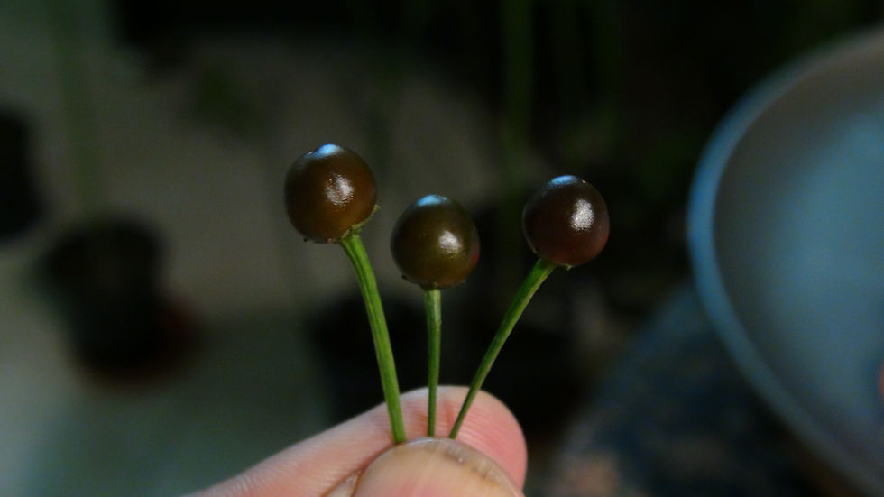 Thumbnail: Here is the Cappuccino Chilitepin Pepper, Capsicum annuum var. glabriusculum, Scoville units: 60,000 to 100,000 SHU. The Capp